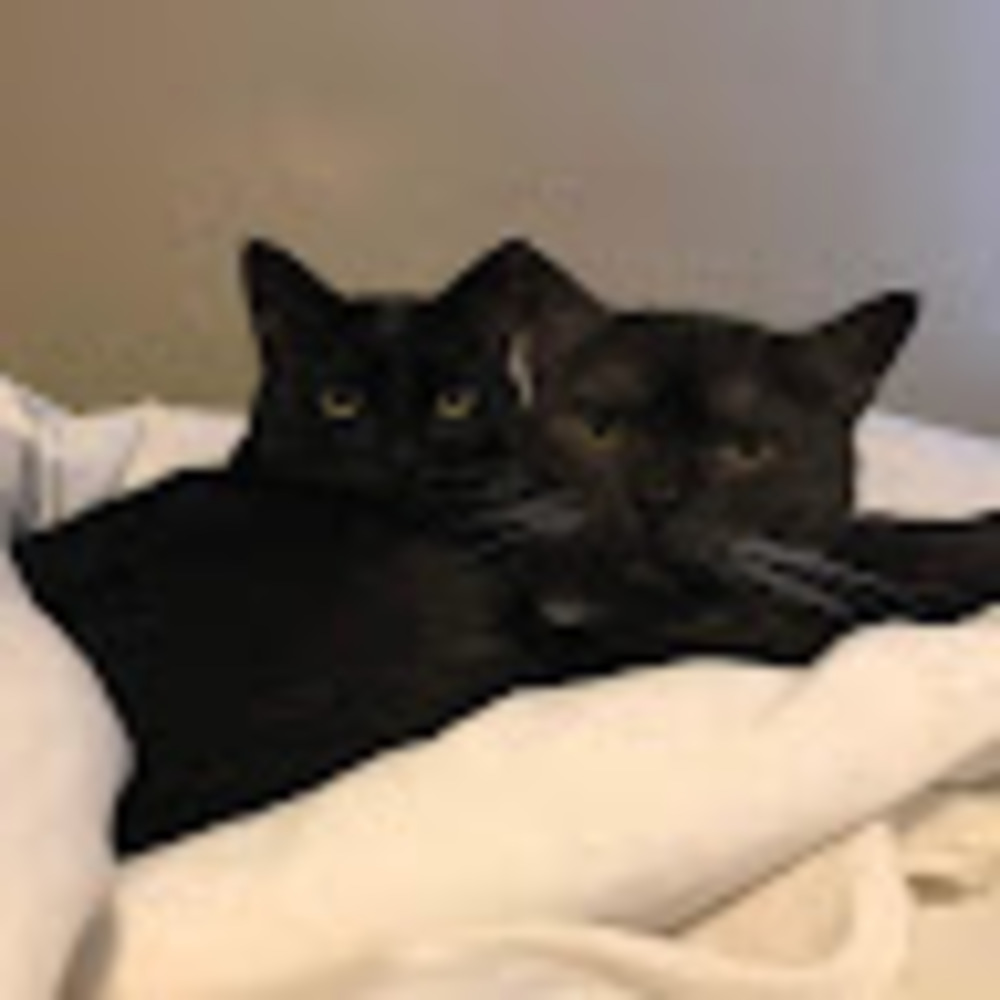 Meet your Posher, Charlotte